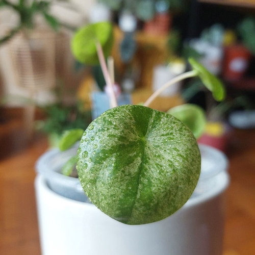 Pilea Peperomioides 'Mojito' variegated plant, small size