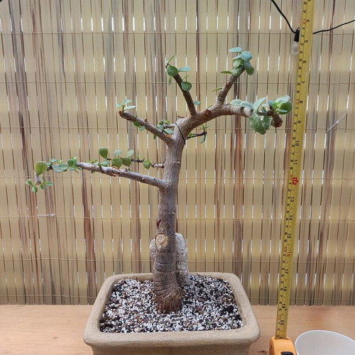 Portulacaria Afra Bonsai 40cm new