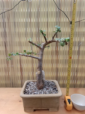 Portulacaria Afra Μπονσάι 40εκ Νέο