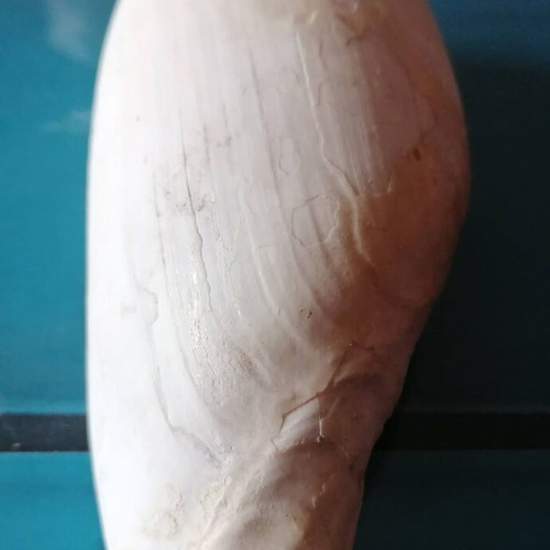 Medium Seashell #1 used
