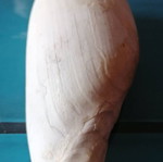 Medium Seashell #1 used