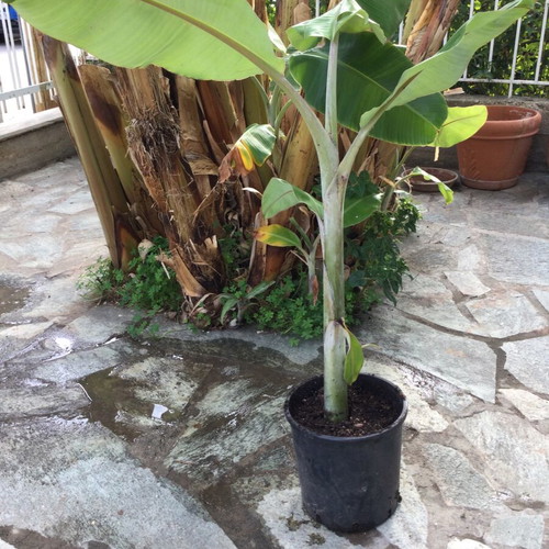 Banana plant new, height 60 cm