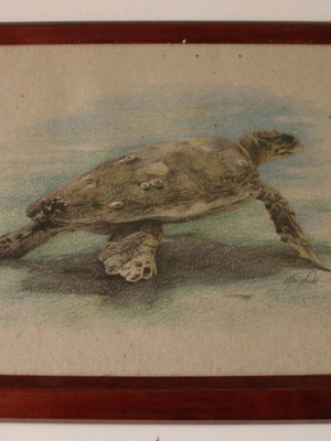 Turtle print frame like new, 34x29