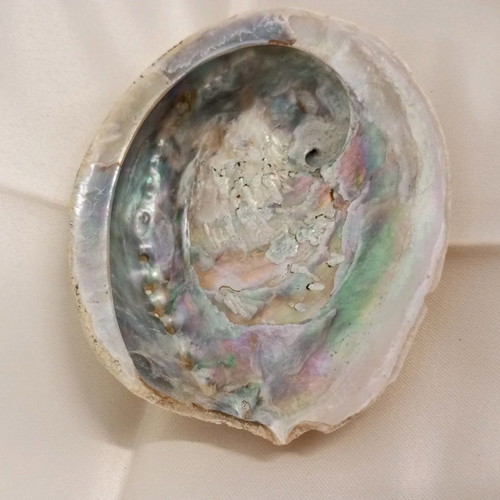 Abalone natural shell used with beautiful natural shades