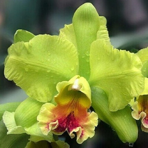 Cattleya orchid seeds, pack of 25, multicolored