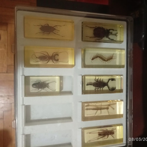 Insect display cases new, set of 4 with 53 insects in plexiglass