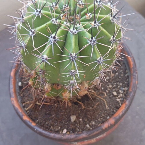 Echinopsis cactus large in hand-painted ceramic pot like new