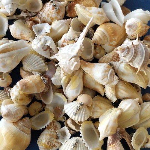 Sea shells used, assorted types pack