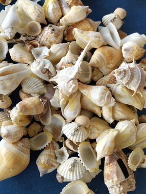 Sea shells used, assorted types pack