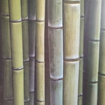 Πίνακας φωτογραφία bamboo σαν καινούργιο 90x90 εκ.