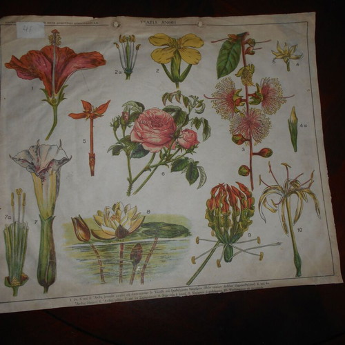 School posters flowers and bananas used, set of 2, 33x40cm