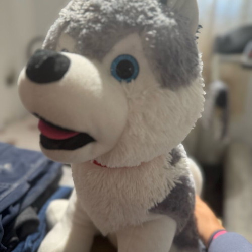 Plush husky large, like new