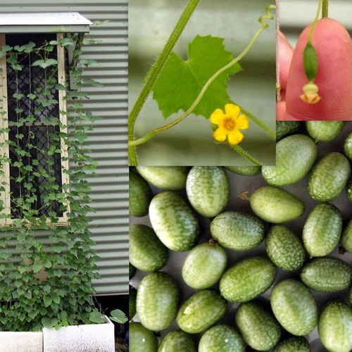 Cucamelon Mexican Mini Melon Cucumber Seeds, rare climbing plant
