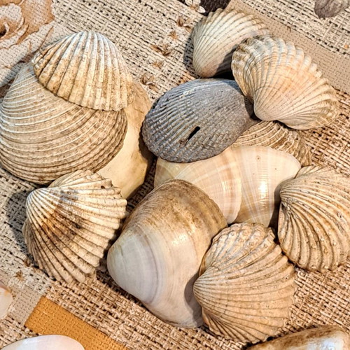 Seashells like new in various sizes