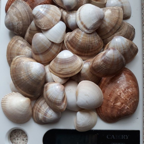 Seashells used, assorted 100gr