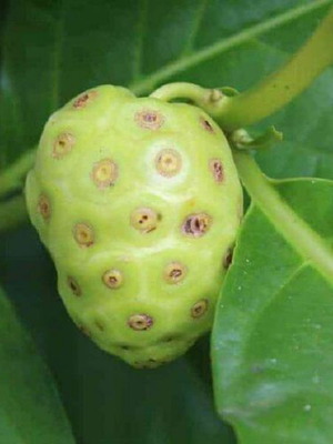 Σπόροι εξωτικού φυτού Νόνι Morinda Citrifolia σαν καινούργιο, πακέτο 10