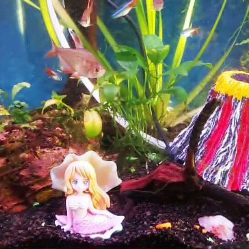 Aquarium 75 liters like new with live plants and accessories