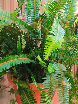 Fern plant from Pelion 5 years old, new, large size over 1 meter