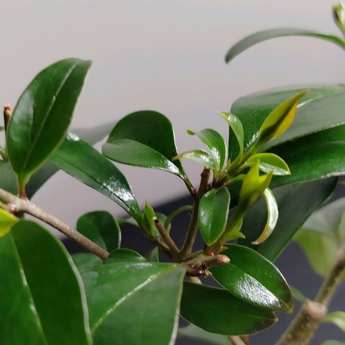 Bonsai Ligustrum 10 Years Old in Handmade Ecological Pot new