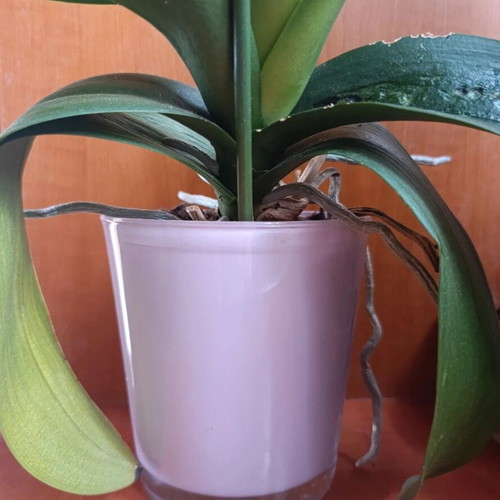 Glass cylindrical planter pot