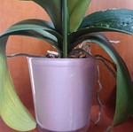 Glass cylindrical planter pot