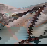  ΑΠΟΚΡΙΑΤΙΚΗ ΜΑΣΚΑ