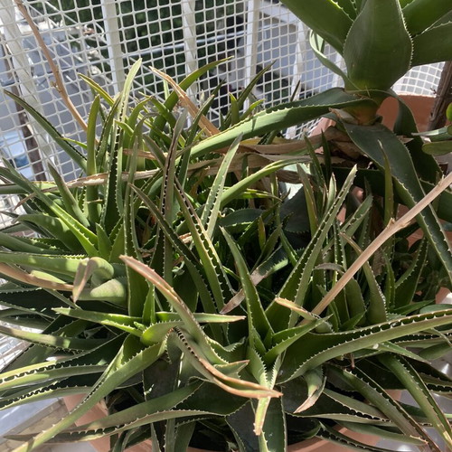 Aloe plants used, healthy and strong, ready for transplanting