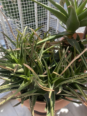 Aloe plants used, healthy and strong, ready for transplanting