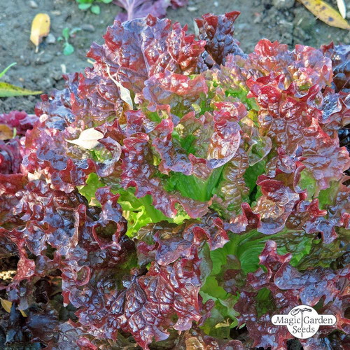 Red Salad Bowl lettuce seeds like new