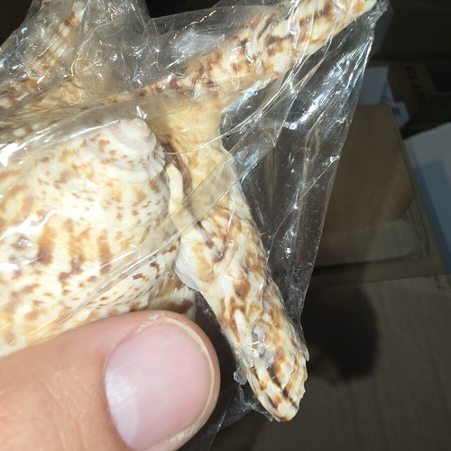 Natural Lambis Harpago Chiragra seashell used, coastal decor
