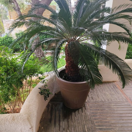 Cycas revoluta 21 years like new, 190 cm with Italian rubber pot