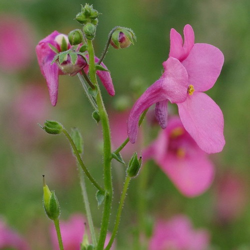 Diascia Twinspur Pink Queen flower seeds, pack of 20