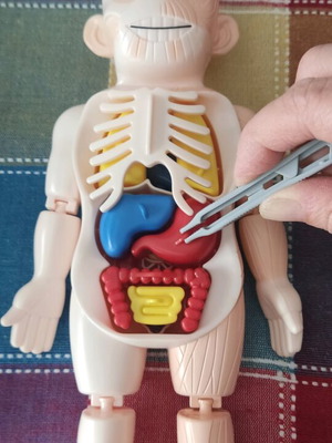 Human body toy like new with internal organs and tweezers