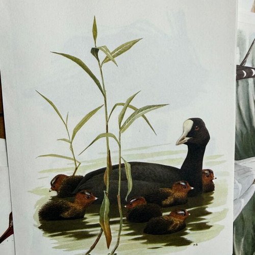 Large Lot of 220 Vintage Artis Historia Prints, Birds, Animals & Botanical Illustrations