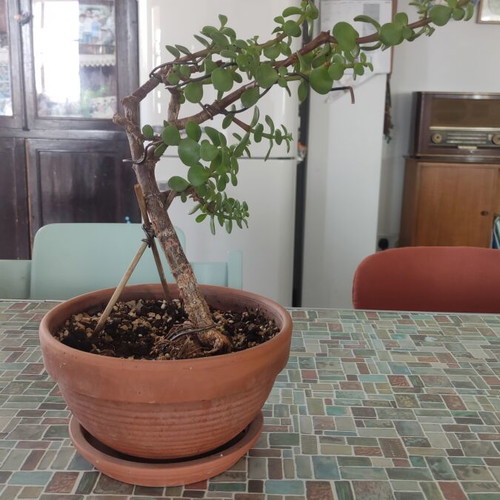 Portulacaria Afra bonsai plant