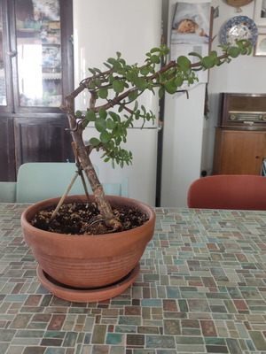 Portulacaria Afra bonsai plant