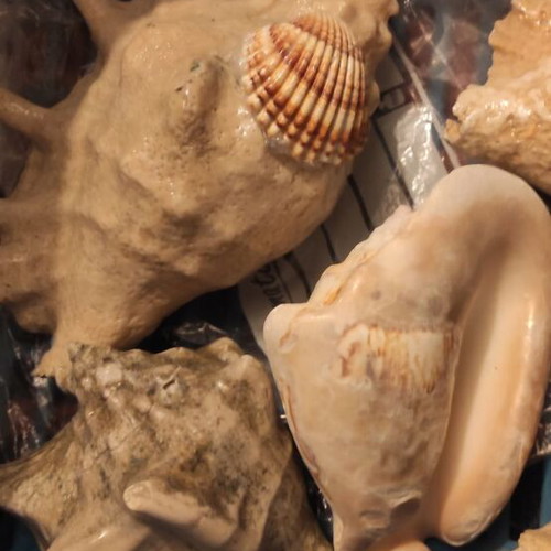 Large Red Sea shells new in various designs