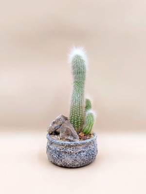 Κάκτος Cleistocactus strausii σε χειροποίητη γλάστρα