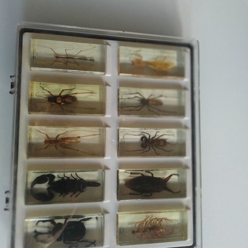 National Geographic collection with 47 preserved insects and arthropods, like new