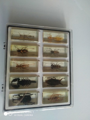 National Geographic collection with 47 preserved insects and arthropods, like new