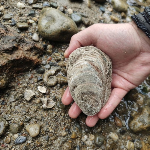 Fossils like new, coral and ancient shell