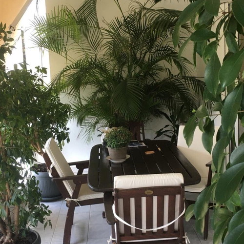 Kentia palm new