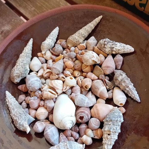 Seashells new, choose any quantity