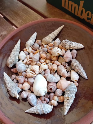 Seashells new, choose any quantity