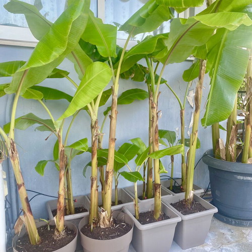 Banana plant in pot with two roots, new