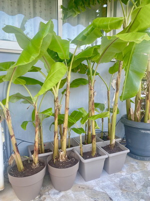 Banana plant in pot with two roots, new