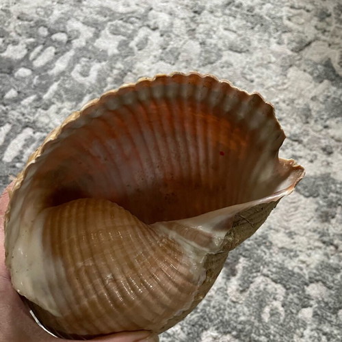 Sea shell Bouhona used, medium size Tonna Galea