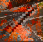  Abstracto set με kimono-pants