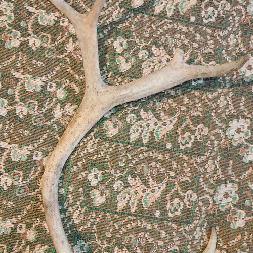 Northern deer antler like new, size as shown
