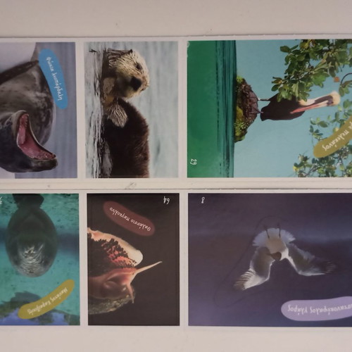 AB Vasilopoulos Collectible Stickers Set Exploring the Ocean 2 Packs